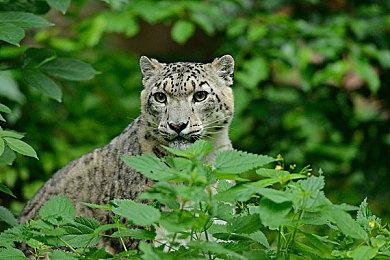 《雷神4》导演开炮：导演剪辑版都是垃圾！