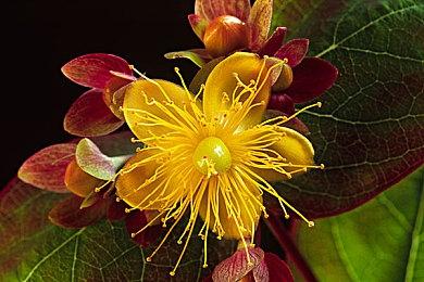 《原神》4.8版本PV公布 7月17日上线